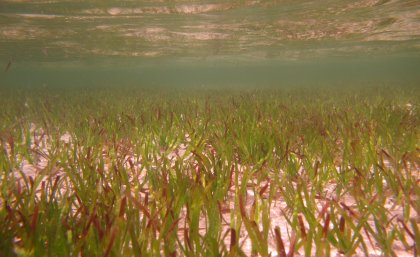 Solomon Island seagrass